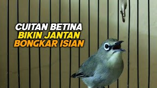 Cuitan Pleci Betina Ini Bisa Menaikan Birahi Semua Pleci Jantan Bongkar Isian Dalam Hitungan Menit [upl. by Colene]