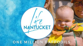 Nantucket Life One Million Daffodils 50422 [upl. by Chew]