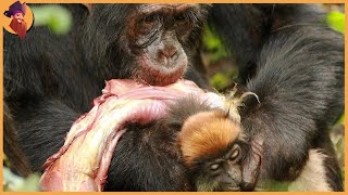 Hunting Moments By Chimpanzees Baboons And Macaques [upl. by Ennaus875]