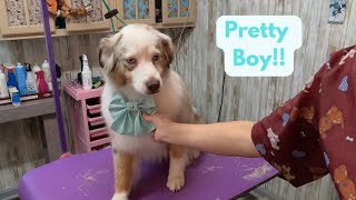 Australian Shepherd grooming undercoat removal lots of brushing [upl. by Yahiya]