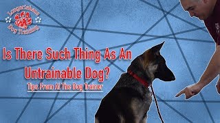 Is There Such Thing As An Untrainable Dog  Tips from Al the Dog Trainer [upl. by Nonahs]