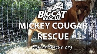 Mickey Cougar Gets Rescued [upl. by Meenen]