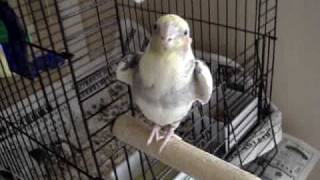 Bird sings USC Fight Song Fight On [upl. by Biddy]