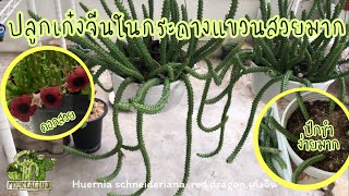 ปลูกเก๋งจีนในกระถางแขวนสวยมาก Huernia schneideriana red dragonเก๋งจีน MookCactus [upl. by Nert912]