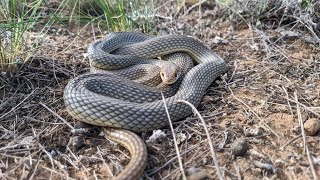 Dolichophis caspius Caspian whipsnake [upl. by Alemac]