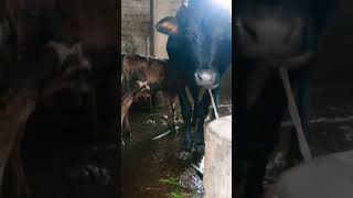 Calf is suckling milk cows animals animalworld animallover animalshorts shorts viral [upl. by Anitsej277]