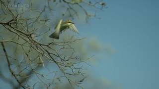 European beeeaters foraging at Kruger National Park South Africa [upl. by Guenzi]