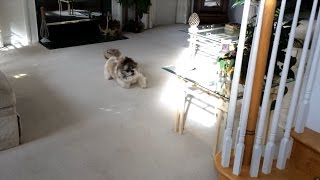 What Shih Tzu dog Lacey does inside after being outsidezoomies 💨🤣 [upl. by Pedroza]