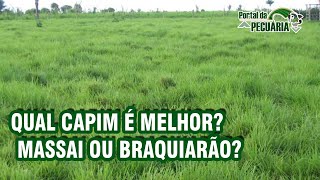 Qual capim é melhor  Massai ou Braquiarão [upl. by Copeland]