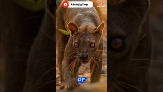 The Top Predator in Madagascar with Keen Hunting Skills😮 Fossa animals shorts uniqueanimals [upl. by Blondell]