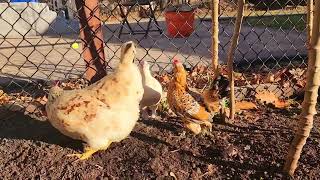 Banana family so cute ❤️ 112124 viralvideo chicken [upl. by Alonzo926]