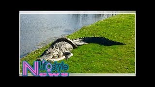 Alligator vs burmese python florida man snaps photos of 2 reptiles fighting [upl. by Akcimehs30]