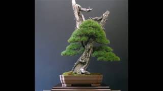 BonsaiLabit  Alfredo Salaccione Pinus mugo Notte [upl. by Rothschild145]