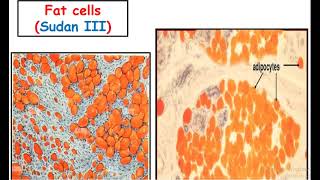 connective tissue cells practical [upl. by Hardi]