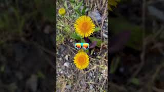 La fleur chanteuse  Lunettes de soleil [upl. by Kit]