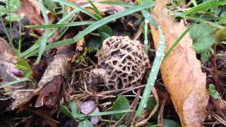 Mes premières morilles 2016 [upl. by Jemmy]