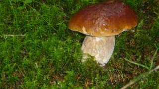 Funghi Porcini in Norvegia Boletus edulis Mushrooms in Norway [upl. by Lrad323]