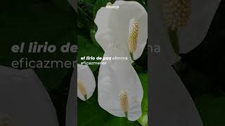 Descubre 5 PLANTAS ideales para INTERIORES CON POCA LUZ 🌱 eLearning FormacionOnline Planta [upl. by Yong427]