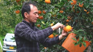 Masanobu Fukuoka Natural Farm  Interview with Masanobus grandchild ― Hiroki Fukuoka [upl. by Dowzall]