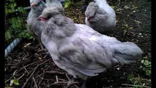 8 week old Lavender Araucana chicks [upl. by Carny]