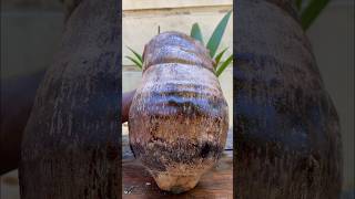 Easy peeling of a coconut cuttingskills peeling [upl. by Vickie]