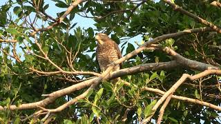 サシバ（タカ科）Butastur indicus 激しく鳴いている様子 2023年11月 沖縄本島 [upl. by Pollak]