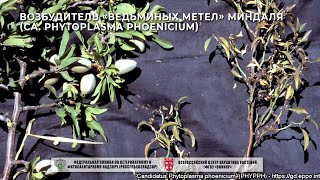 Возбудитель «ведьминых метел» миндаля Ca Phytoplasma phoenicium [upl. by Llevrac]