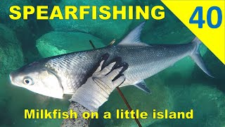 SPEARFISHING UAE  Milkfish Moon Island [upl. by Enywtna]