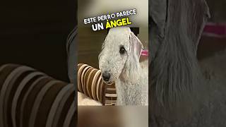 Este Perro Esconde Una Personalidad Oscura 😱 [upl. by Toddie]