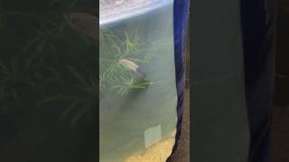 The Craziest killifish I have ever Kept Epiplatys Lamottei rare fish aquarium [upl. by Adiuqram263]