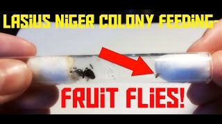 giving LIVE FRUIT FLIES to my ants  Lasius niger Colony [upl. by Anomor]