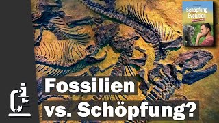 Fossilien Argumente für oder gegen Schöpfung Schöpfung oder Evolution 81 [upl. by Trik]