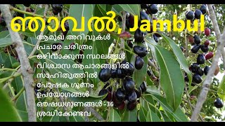 ഞാവൽ  Jambul  ഞാവുൾ  ഞാറ  Syzygium cumini  black plum  Indian blackberry  malabar plum [upl. by Akeem84]