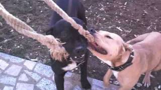 American Pit Bull Terrier amp American Bandog Croatia [upl. by Hesketh]