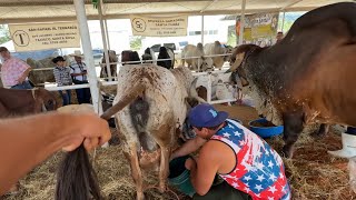 Mira el más lindo les está enseñando a los chapines como se ordeña vacas mañosas y brava [upl. by Ailama]