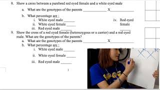 Sex Linked Traits Questions and Punnett Squares [upl. by Raleigh909]