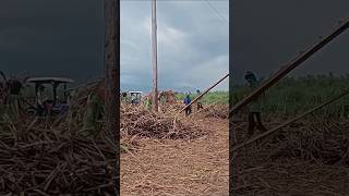 Sugar cane workers Hard work in the province motorbike lorry motorcycle farming [upl. by Llemmart]