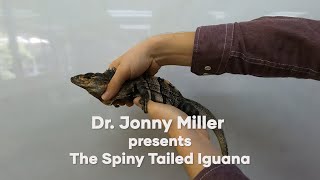 The Spiny Tailed Iguana [upl. by Lilah]