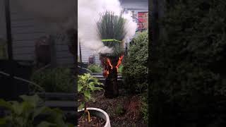 My 20 year old Xanthorrhoea Transplant [upl. by Garwood298]