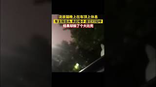 流浪貓晚上在車頂上休息，車主探出頭，夾起嗓子，跟它打招呼，結果卻挨了個大比兜 shorts 萌宠 [upl. by Lerraf408]