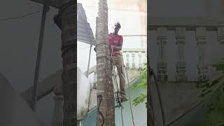 coconut tree working in clamping mechine [upl. by Jain521]