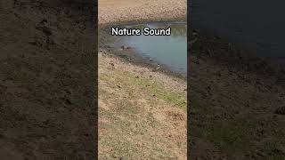 Red Wattled Lapwing With Chiks Nature Sound  Sariska Tiger Reserve sariska viralvideo lapwing [upl. by Macknair442]