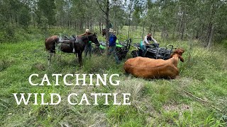 Catching wild cattle in Central Qld Australia [upl. by Lotsirb]