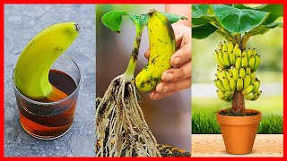 How to Grow Banana Tree From Banana 🍌🍌🍌 New gardening method [upl. by Winthrop40]