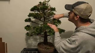 Cleanup of a Hinoki Cypress Bonsai [upl. by Esiuol]