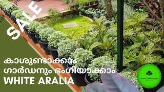 White Aralia Make money and beautify your garden care and propagation [upl. by Hunger647]