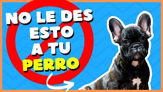 🚫¡CUIDADO No le des éstos alimentos a tu perro🚫 [upl. by Telracs]