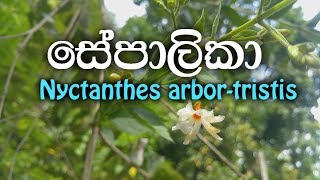 sepalika  Nyctanthes arbortristis  Ayurvedic plants [upl. by Halika]