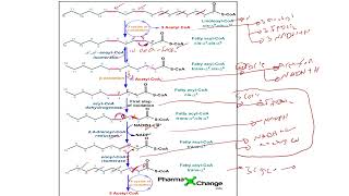 Lec 16 part5 Oxidation of Fatty Acids Ketogenesis [upl. by Ilesara598]