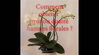 Orchidées Comment obtenir plusieurs hampes floralescomment faire refleurir une orchidée [upl. by Duval]